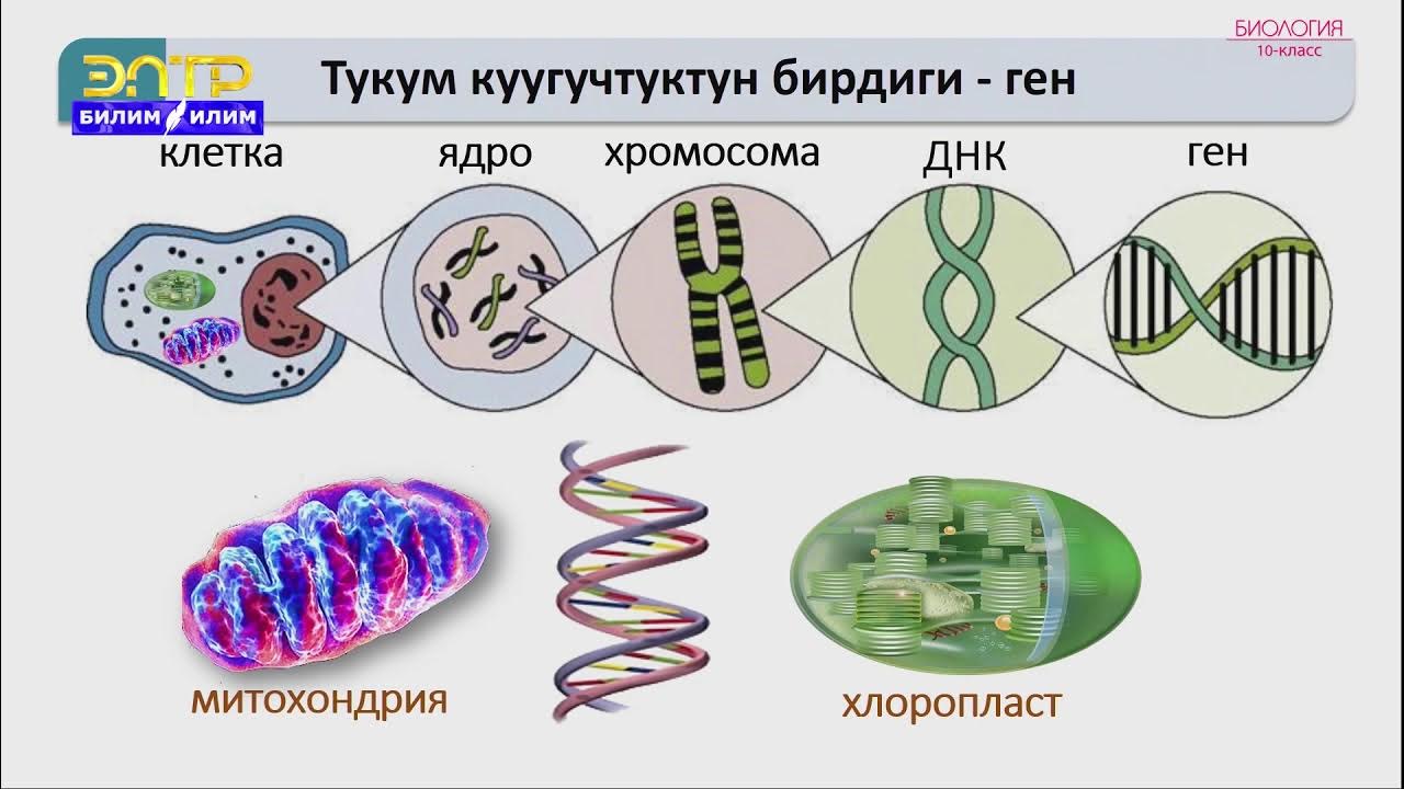 Видео биология 9 класс. Генетика 10 класс биология. Генетика биология кыргызча. Генетика 10 класс биология кыргызча. Генетика презентация 10 класс биология.