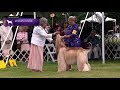 Afghan Hounds | Breed Judging 2021 の動画、YouTube動画。
