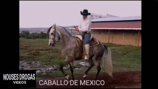 CABALLO DE MEXICO vs CABALLO DE LA INDIA cual es mas reata?