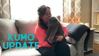 Kumo Update | Scottish Fold Health & Wellness by Kacey Cook 183 views 1 year ago 6 minutes, 49 seconds
