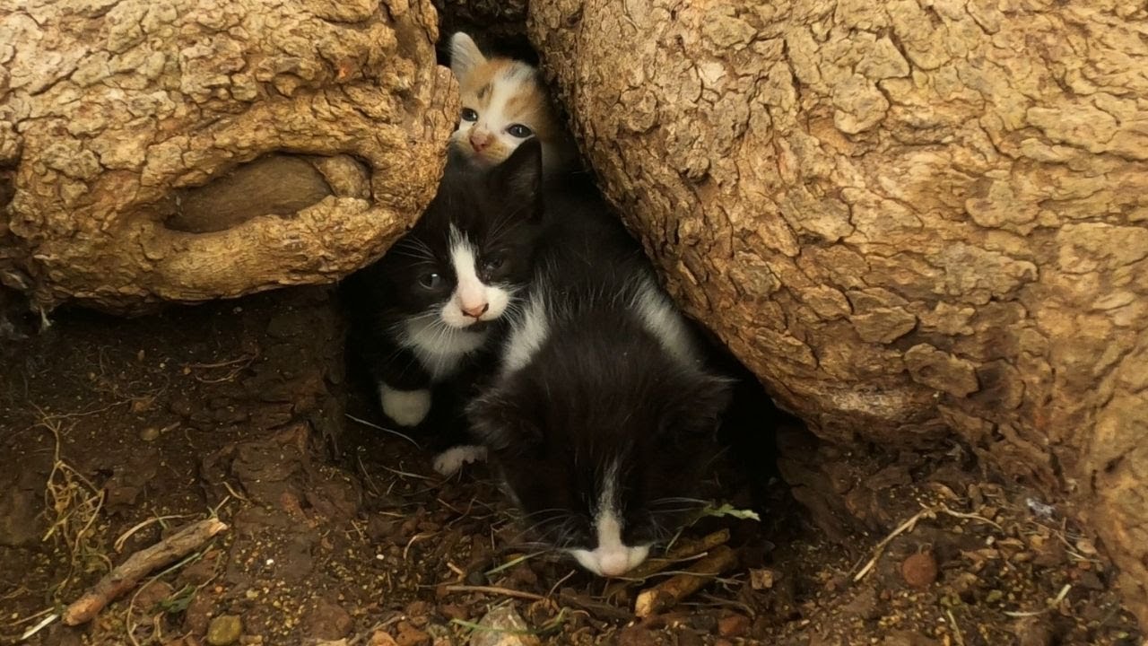 I couldn’t believe where these kittens were living - YouTube