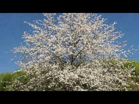 Video: Kvitnúca vtáčia čerešňa – úžasný pohľad