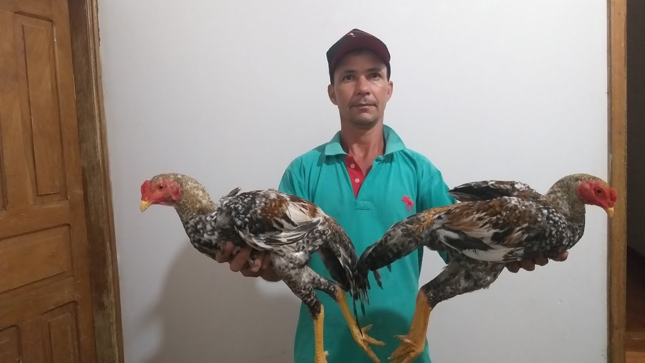 dica de alimentação para frangos pintinhos acima de 60 dias com baixo custo