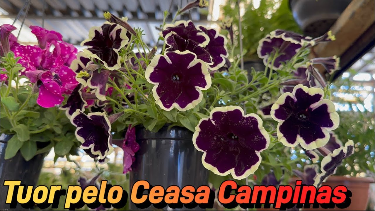 Comprando plantas no Ceasa Campinas 