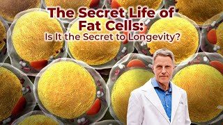 The Secret Life of Fat Cells: Is It the Secret to Longevity?