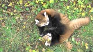 そろそろやめなさ〜い(円山動物園 レッサーパンダ)~Red Panda