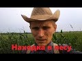 Горная улитка (Helix lucorum) / Турецкая улитка. Продажа почтой.