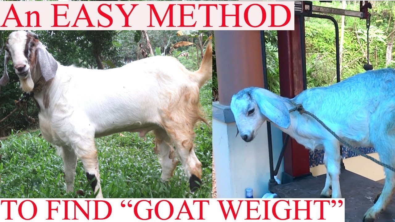 Sirohi Goat Weight Chart