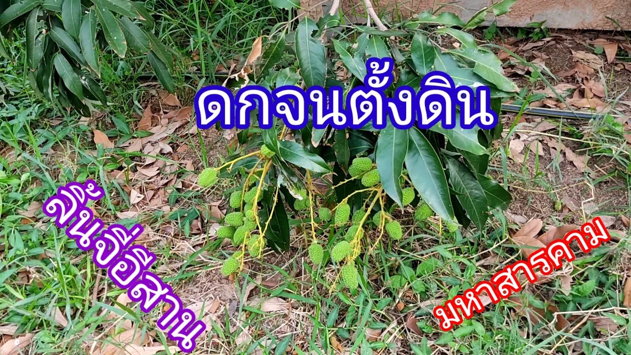 ลิ้นจี่ภาคอีสานผลโตๆ /Dream Land ฟาร์มสองพี่น้อง