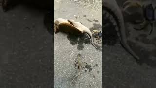 Kaplumbağaya Takla Attıran Yengeç