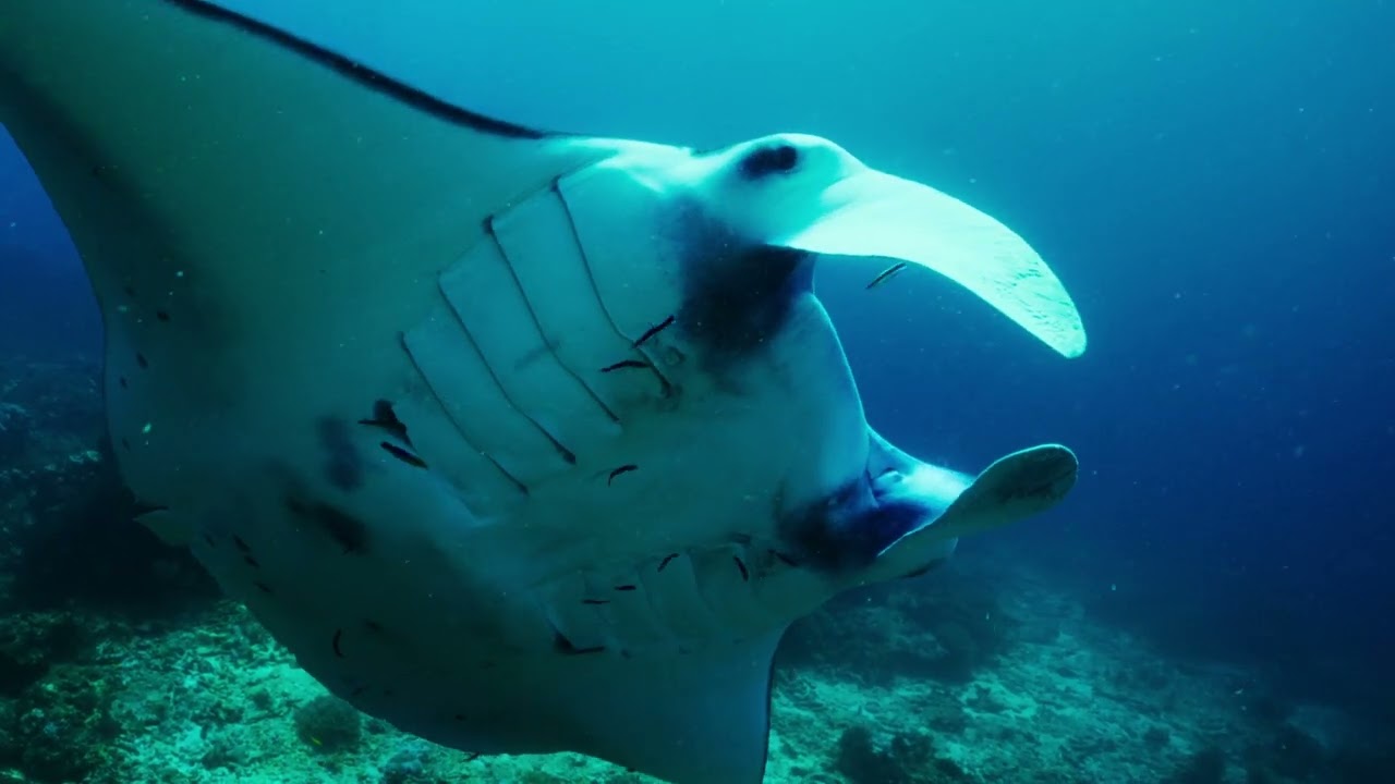 Havets intelligens, avsnitt 1