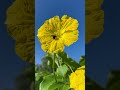 Luffa flowers and the bee 🐝.. #luffa #bees #yellowflower #trendingvideo