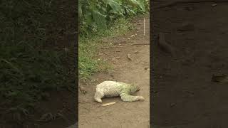 Sloth crossing!