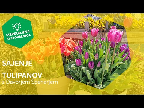 Video: Pravočasno sajenje tulipanov jeseni