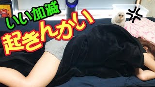 お姉さんを起こすフクロウのヒナにはまだ続きがあった！！【メンフクロウ】