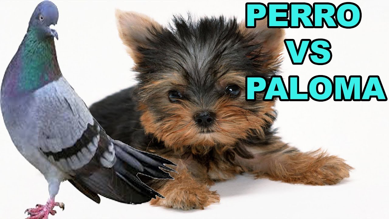 Perro Vs Paloma naturaleza definicion