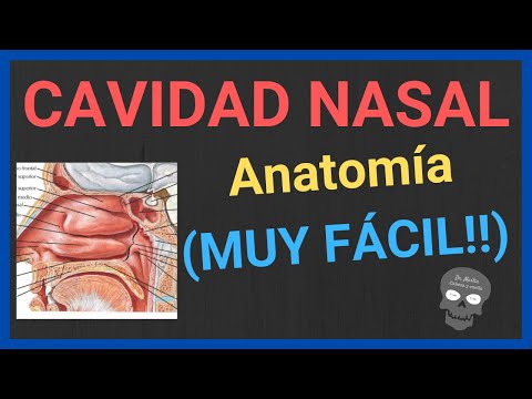 Vídeo: Cavidad Nasal: Estructura, Función