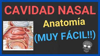 ANATOMÍA DE LA CAVIDAD NASAL 👃[explicación fácil y rápida]