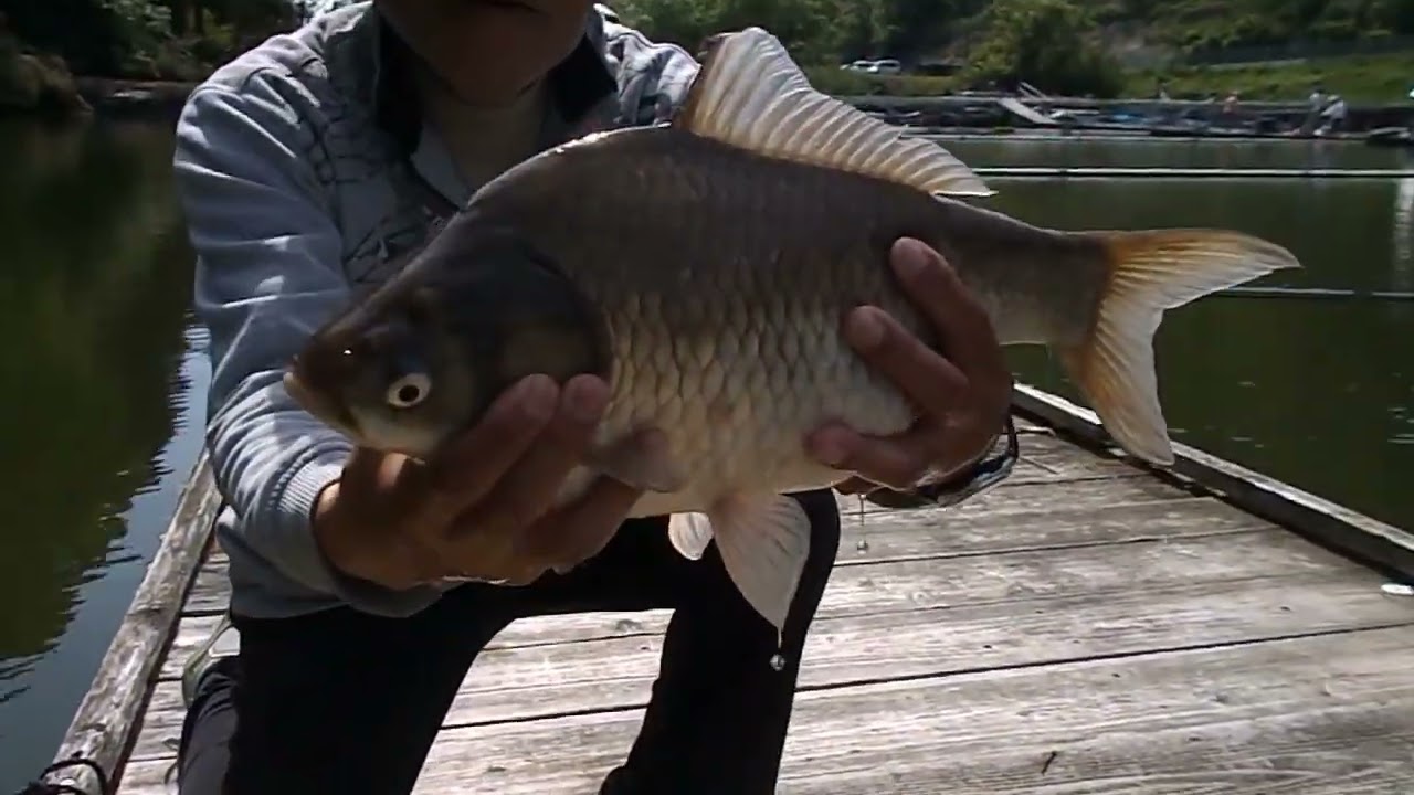 肥後様　超美へら46.4cm釣り上げ3位に浮上！