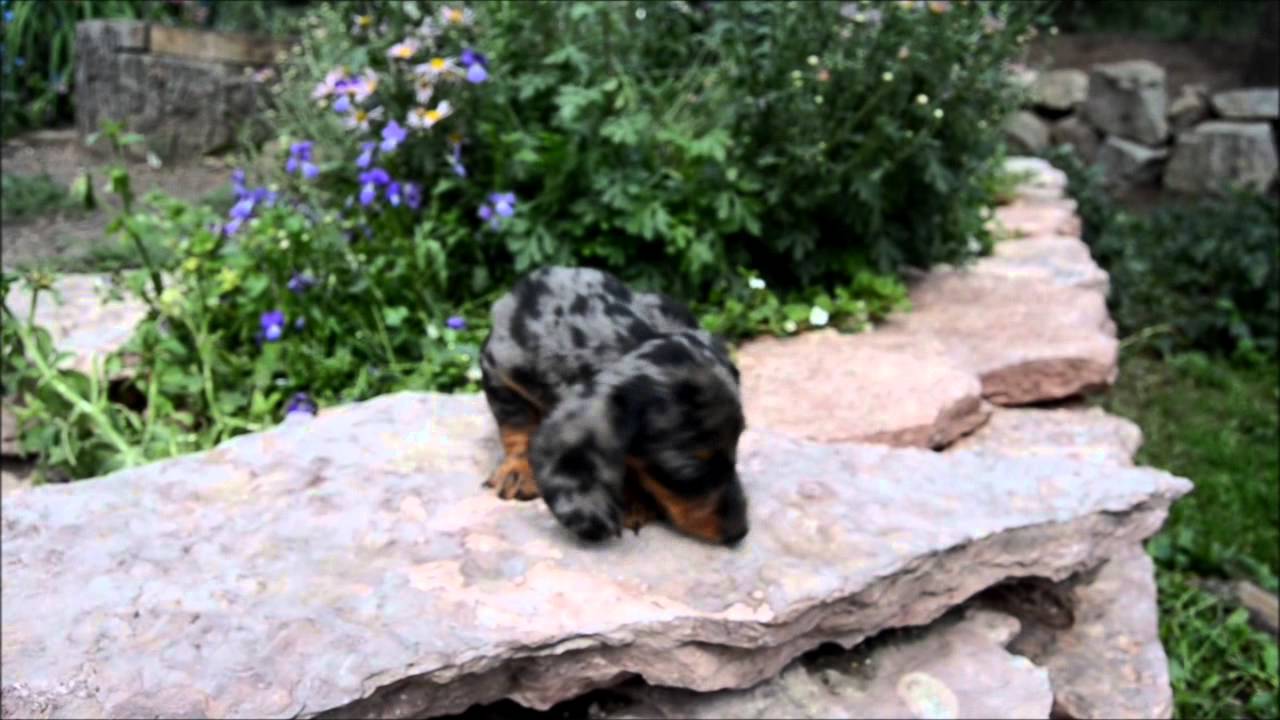silver dapple dachshund puppies