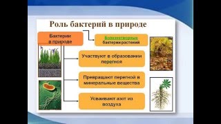 Видео-презентация "Какую роль играют бактерии в природе" Видео-презентация "Какую роль играют бактерии в природе"