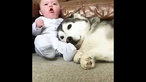 Husky protects baby from coughs
