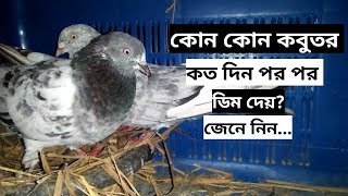 কবুতর মিলন করার পর, কত দিন পর ডিম বাচ্চা দেয়।    How many days after pigeon laying eggs