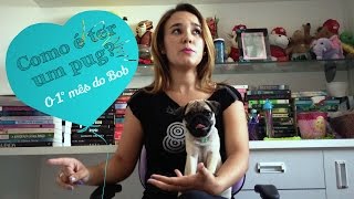 Como é ter um pug: O primeiro mês do Bob!