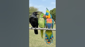 Crow Sound 🥰 Crow Confronts Indian Talking Parrot – Colorful Macaw Proves Who’s Smarter 🦜 Bird Sound