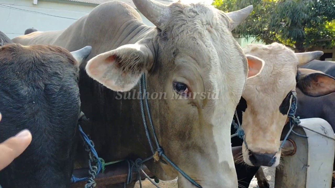 Full Sapi Pati Sapi Kurbanan Pasar Sapi Pati - YouTube