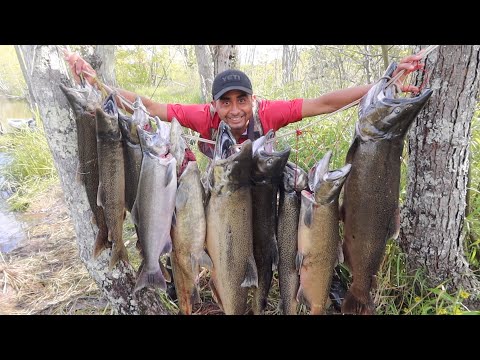 Video: Cómo Pescar Salmón