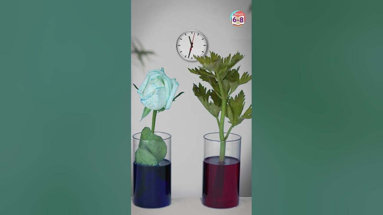 How do Plants Drink Water? BYJU'S Class 6, 7 & 8 shorts YouTube