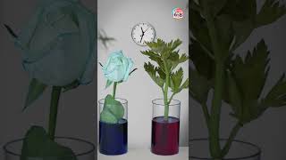 How do Plants Drink Water? | BYJU'S - Class 6, 7 & 8 #shorts screenshot 5