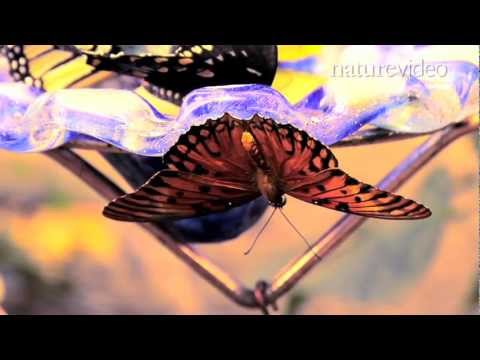 Supergene controls butterfly mimicry - by Nature Video Instructional Video