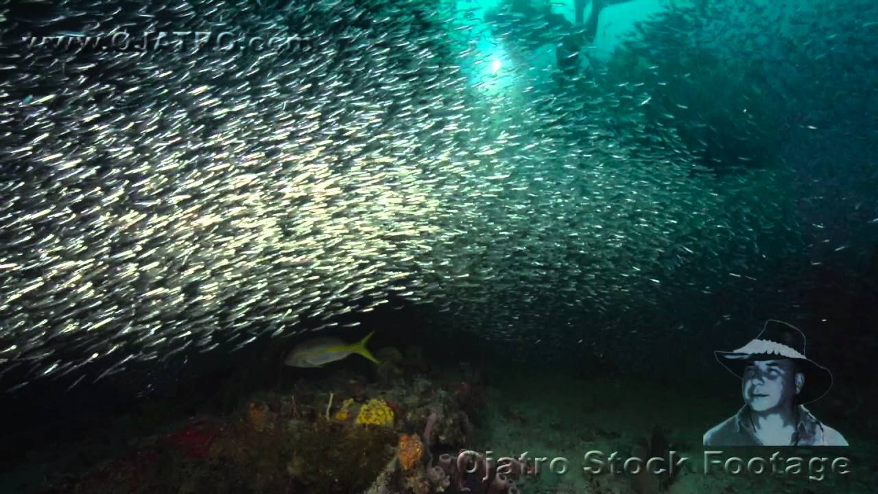 wwe championship Minnow Migration 05 Stock Footage