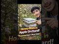 Apple Orchard: Honeybees Lagane Ka Sahi Waqt ✅ Pollination Guide