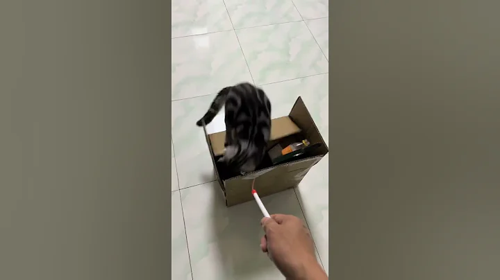 Video 11153691: tabby american shorthair cat, american shorthair cute cat, cute tabby cat pet, home pets cat