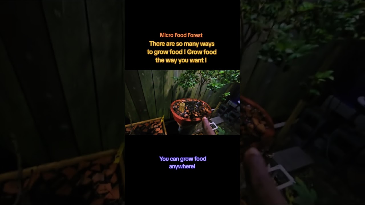 This is an Micro Food Forest,becoming a minimalist , grow food your way ,simple .