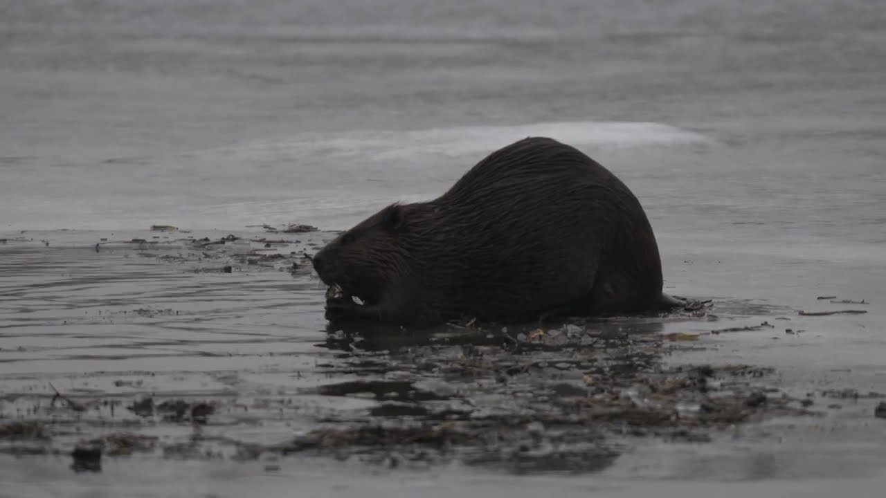 North American Beaver climbs on the ice as it feeds on water lily root at the end of the open area