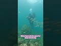 Fearfully deepsea scuba  diving scubadiving aquaphobia foodntraveltales24x7