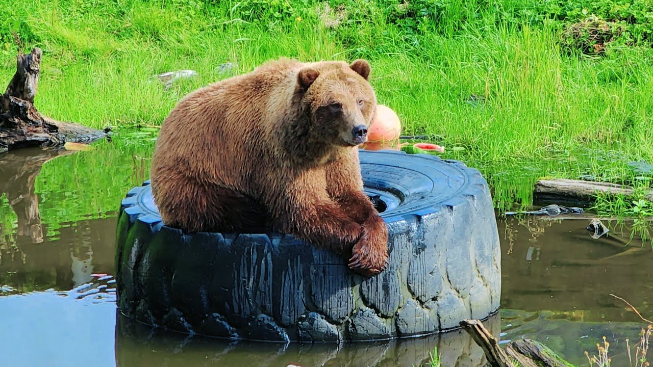 Day in Sitka, Alaska - Downtown, Fortress Of The Bear, & Alaska Raptor Center