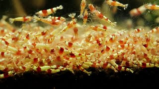 【アクアリウム】とあるアクアショップで新種のエビを発見！！