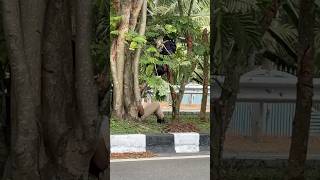 Hidden Camera In Kovalam Byp By Kerala Police For Over Speeding Kerala Police Camera Fine