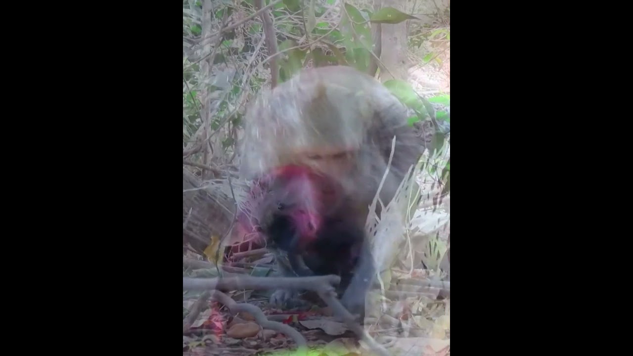 Very love a tiny newborn baby monkey | Adorable Monkey Park