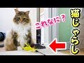 猫じゃらしで遊ばない猫