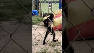 This Monkey’s Pose Has Everyone Laughing 😂 #animalsanctuary #monkey
