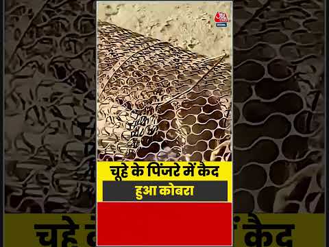 Shorts| चूहे के पिंजरे में कैद हुआ कोबरा #viral #shorts #trending #atshorts