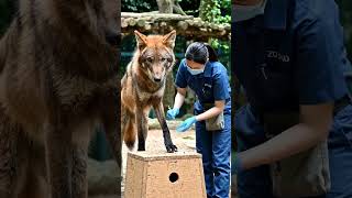 Wild Animal Medical Care 🐺 | Quick Injection &amp; Reward Training for Animal Health #shortvideo #ai