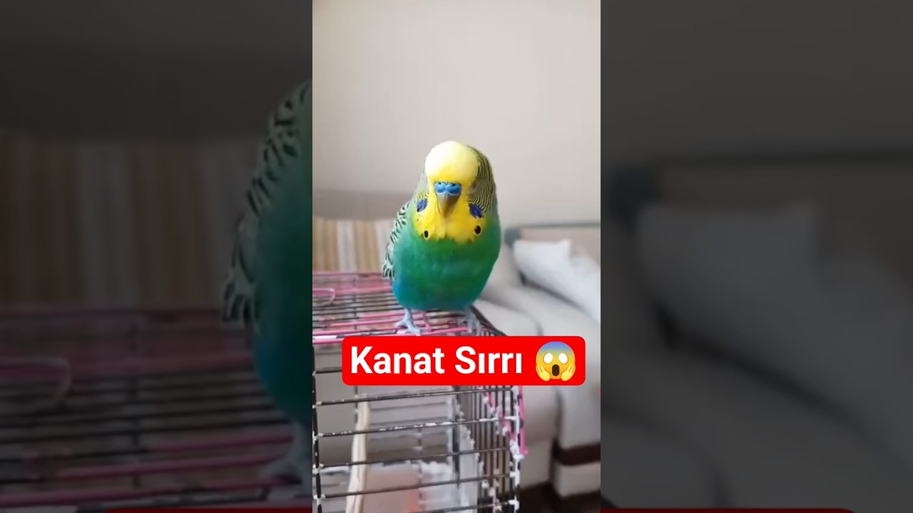 Muhabbet Kuşunuz Neden Ani Kanat Çırpması Yapıyor? #muhabbetkuşu #birdsong #talkingparot #birds