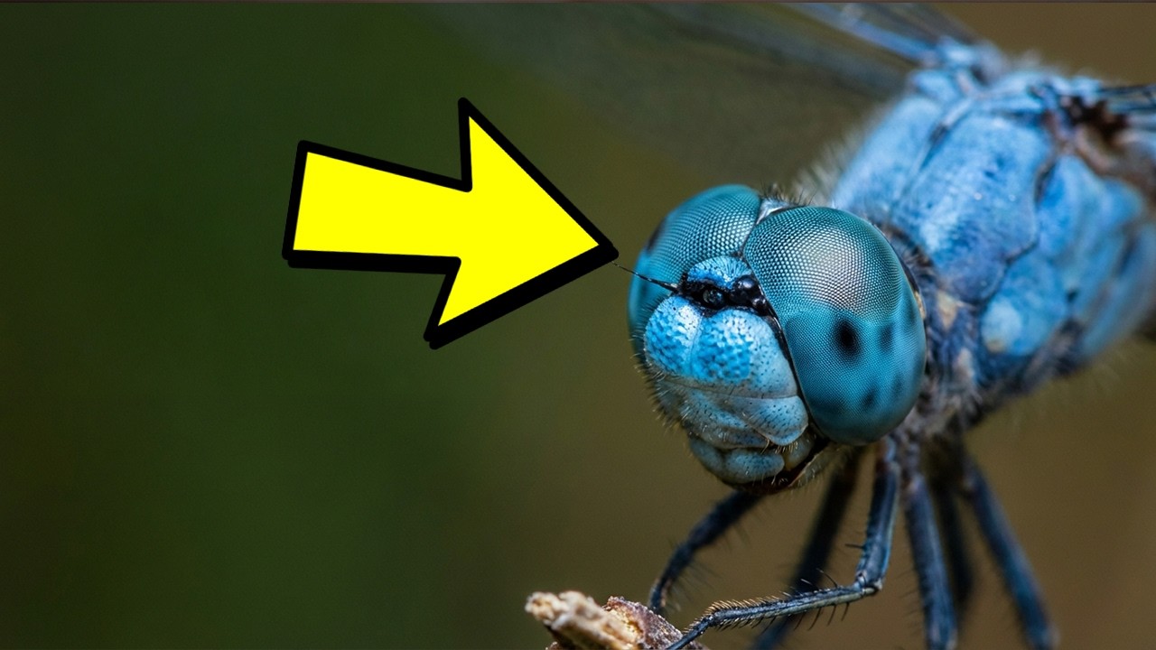 Why Dragonflies Have The Best Vision In The Insect World